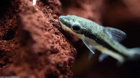 Otocinclus Catfish: Care, Food, Size & Algae Eating .